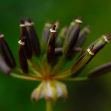 Attēlu rezultāti vaicājumam “Chaerophyllum aromaticum fruit”