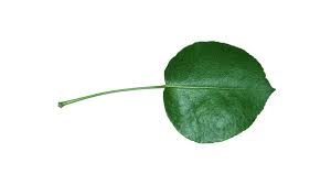 Attēlu rezultāti vaicājumam “Pyrus communis leaf”