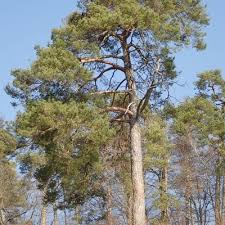 Attēlu rezultāti vaicājumam “Pinus sylvestris”