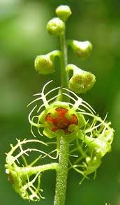 Attēlu rezultāti vaicājumam “Petractis sp.”