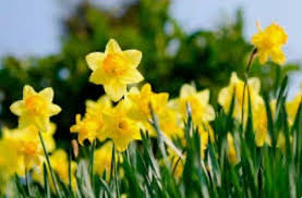 Image result for Benfield Bowling Club