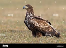 Image result for Haliaeetus albicilla