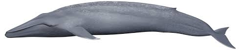 Image result for Balaenoptera musculus