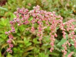 Attēlu rezultāti vaicājumam “Chenopodium album flower”
