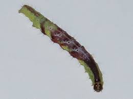 Attēlu rezultāti vaicājumam “Hydrelia sylvata”