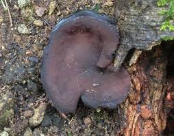 Attēlu rezultāti vaicājumam “Ombrophila violacea spores”