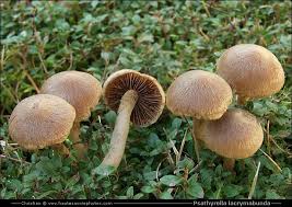 Attēlu rezultāti vaicājumam “Psathyrella lacrymabunda”