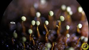 Attēlu rezultāti vaicājumam “Physarum viride”