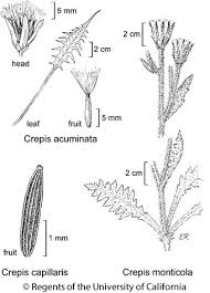 Attēlu rezultāti vaicājumam “Crepis tectorum fruit”