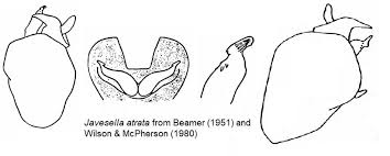 Attēlu rezultāti vaicājumam “Javesella pellucida male”