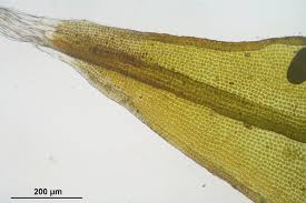 Attēlu rezultāti vaicājumam “Schistidium robustum”
