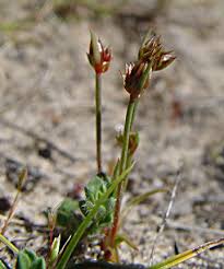 Attēlu rezultāti vaicājumam “Juncus capitatus”