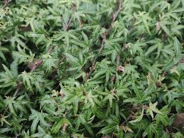 Attēlu rezultāti vaicājumam “Hedera helix”