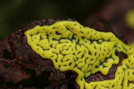 Attēlu rezultāti vaicājumam “Didymium serpula”