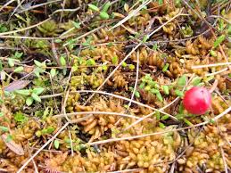 Attēlu rezultāti vaicājumam “Oxycoccus microcarpus”