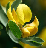 Image result for Genista tinctoria