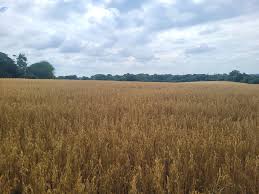 Image result for Chelmsford Rambling Club