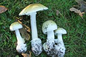 Attēlu rezultāti vaicājumam “Amanita phalloides”
