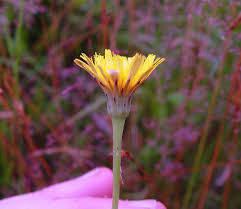 Attēlu rezultāti vaicājumam “Hypochaeris radicata fruit”