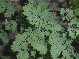 Attēlu rezultāti vaicājumam “Corydalis intermedia leaf”