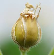 Attēlu rezultāti vaicājumam “Silene vulgaris bud”