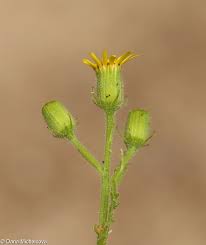 Attēlu rezultāti vaicājumam “Senecio viscosus fruit”