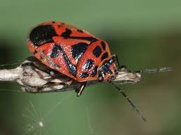 Attēlu rezultāti vaicājumam “Eurydema dominulus imago”