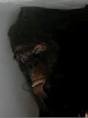 Cryptomundo » Georgia Gorilla: Bigfoot Body's First Photo!