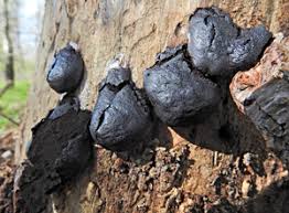 Attēlu rezultāti vaicājumam “Amaurochaete atra macro”