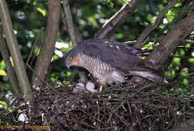 Attēlu rezultāti vaicājumam “Accipiter nisus female”