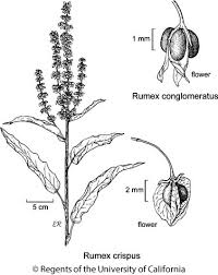 Attēlu rezultāti vaicājumam “Rumex”