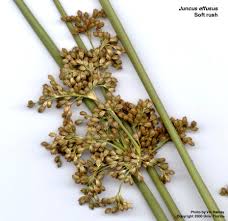 Attēlu rezultāti vaicājumam “Juncus effusus fruit”