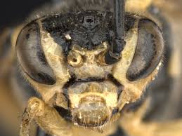 Attēlu rezultāti vaicājumam “Rhogogaster picta”