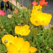 Image result for Papaver nudicaule