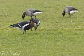 Attēlu rezultāti vaicājumam “Branta ruficollis”