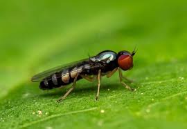 Attēlu rezultāti vaicājumam “Platypezidae”