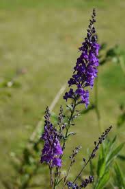 Image result for Linaria purpurea