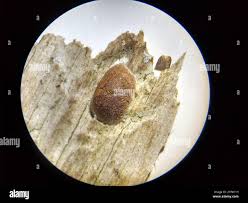 Attēlu rezultāti vaicājumam “Reticularia jurana”