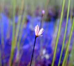 Attēlu rezultāti vaicājumam “Juncus stygius”