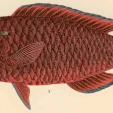 Image result for Scarus niger