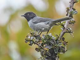 Attēlu rezultāti vaicājumam “Hemicrepidius sp.”