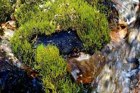 Attēlu rezultāti vaicājumam “Palustriella commutata”