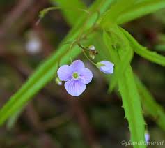 Attēlu rezultāti vaicājumam “Veronica scutellata flower”
