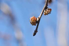 Attēlu rezultāti vaicājumam “Ulmus glabra flower”