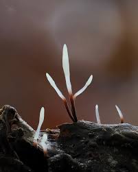 Attēlu rezultāti vaicājumam “Typhula erythropus”