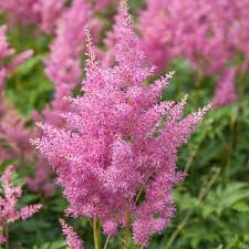 Image result for Astilbe