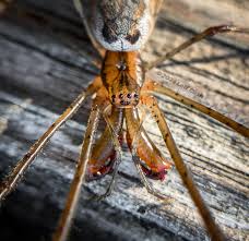 Attēlu rezultāti vaicājumam “Tetragnathidae”