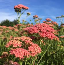 Attēlu rezultāti vaicājumam “Achillea millefolium flower”