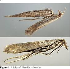 Attēlu rezultāti vaicājumam “Plutellidae”