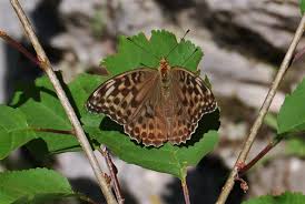 Attēlu rezultāti vaicājumam “Argynnis paphia”